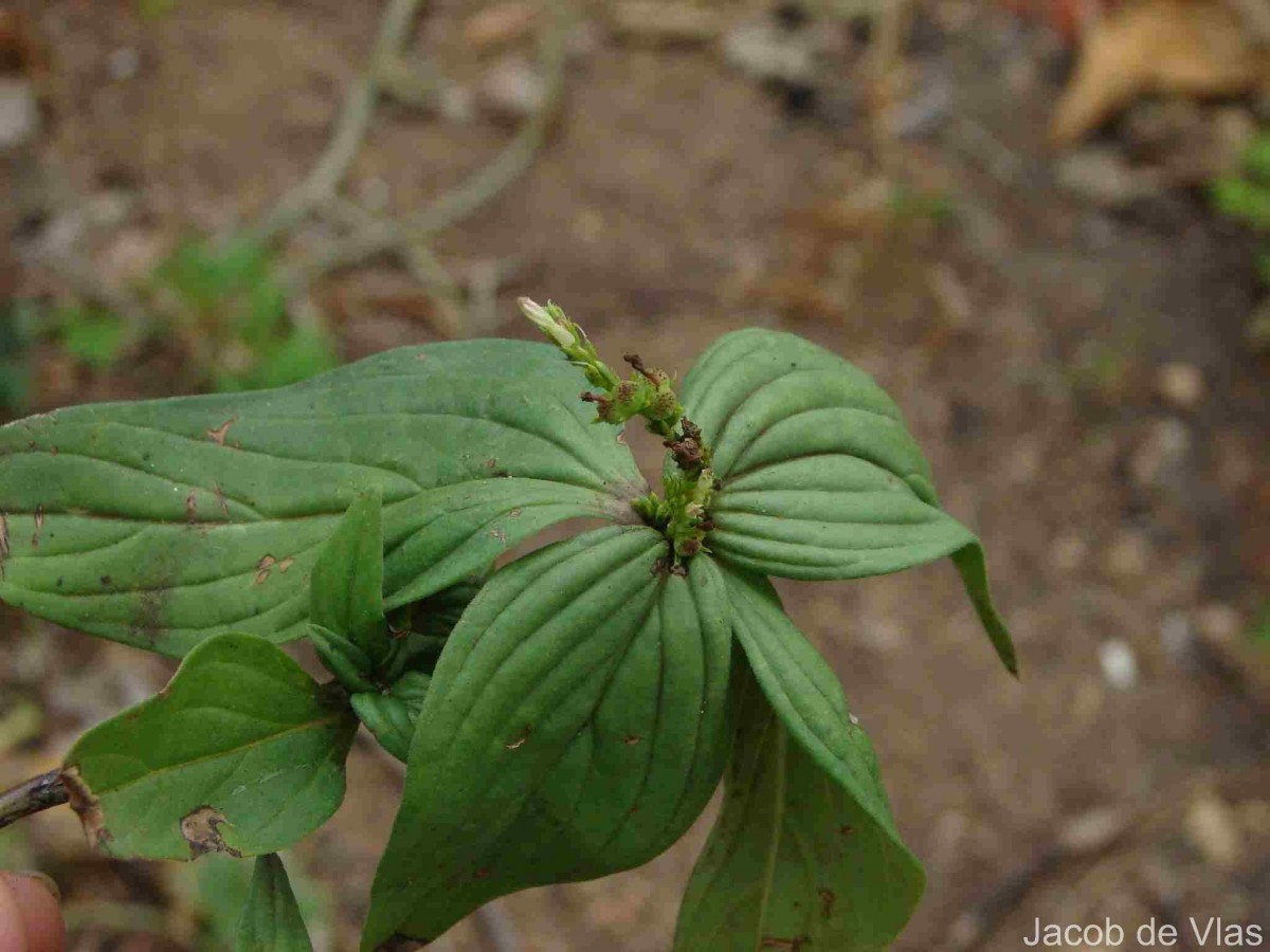 Spigelia anthelmia L.